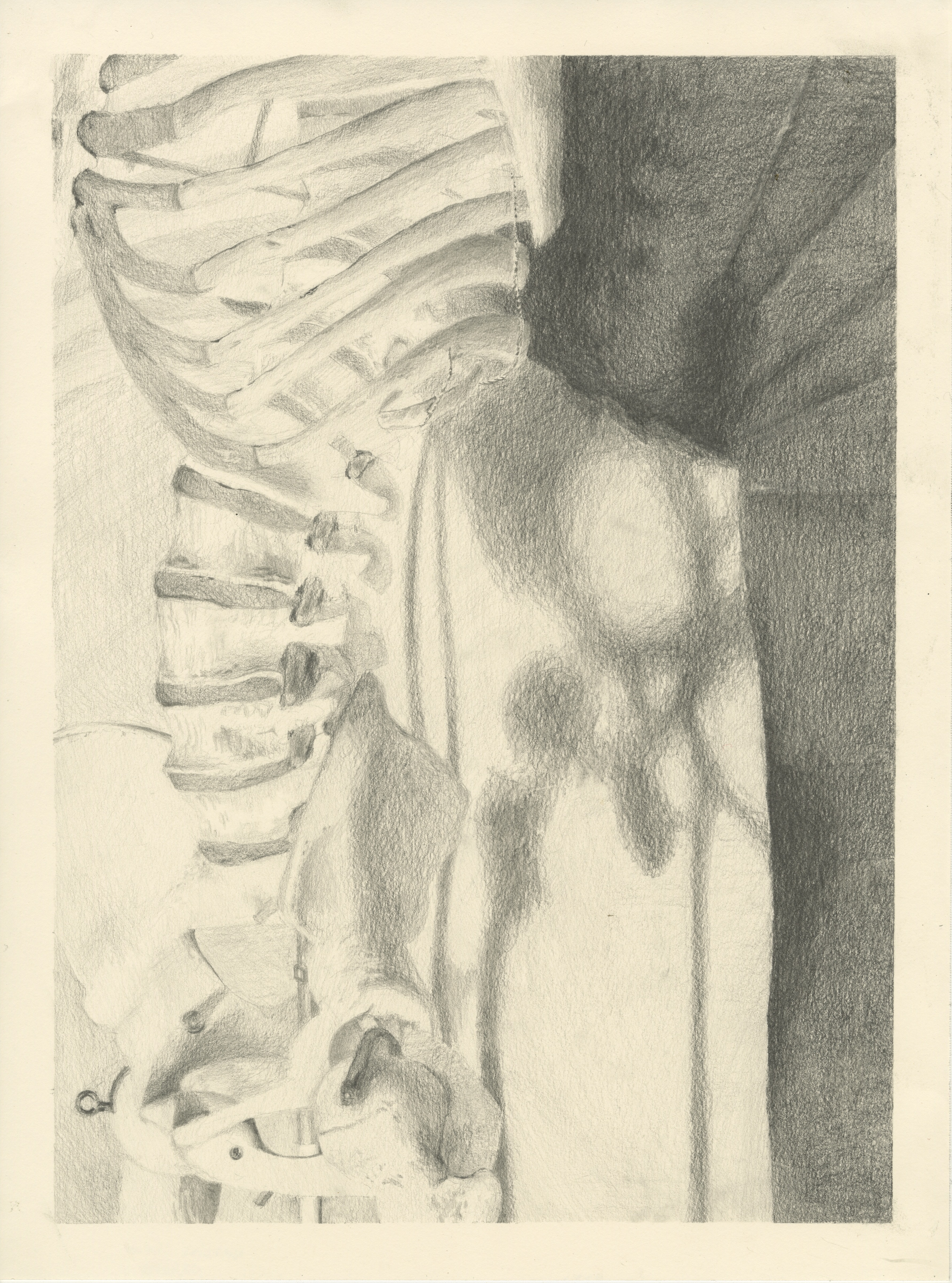 Skeleton